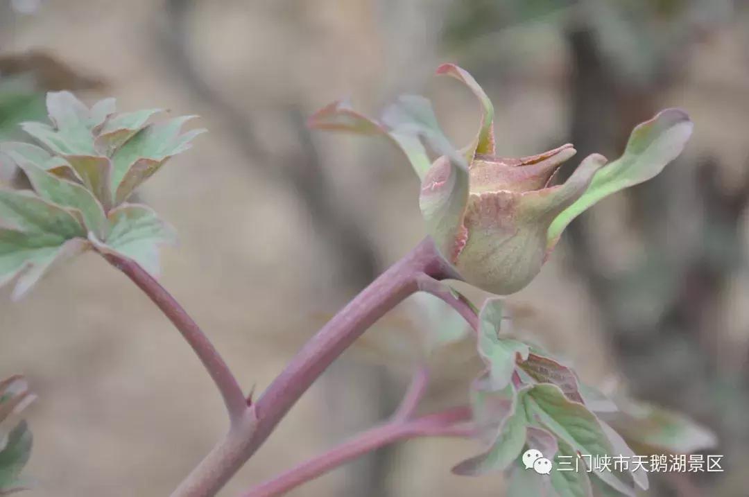 三门峡牡丹苑景区,三门峡牡丹苑的视频