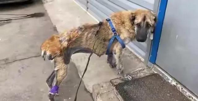 繁殖犬的一生悲惨,一只繁殖犬一辈子能繁殖几窝