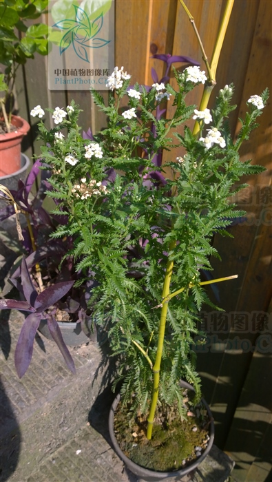 跌打损伤特效药雪上一枝蒿,雪上一枝蒿中药材功能主治