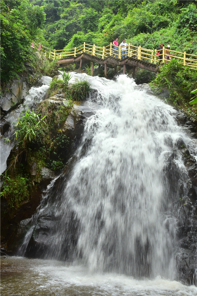 肇庆市粉黛乱子草,肇庆德庆盘龙峡薰衣草