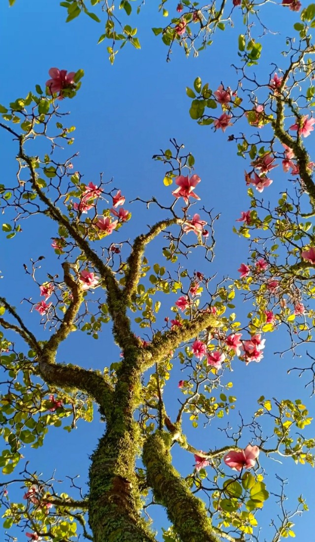 一树山,我的精神家园