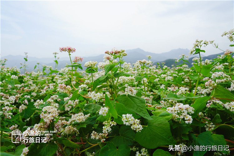 藏在秦岭深处的世外秘境,藏在西安秦岭里的桃源秘境