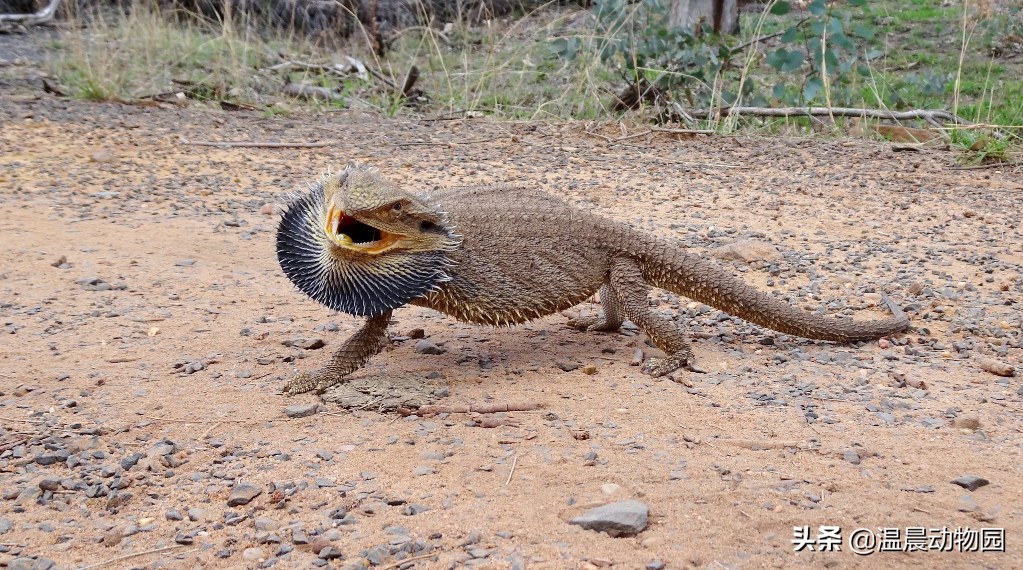 爬宠鬃狮蜥有多大,鬃狮蜥合法吗
