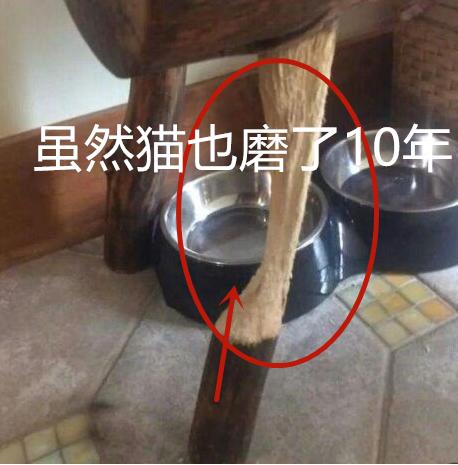 我家主子又把沙发抓坏了！过来人答疑：铲屎官到底配不配买沙发？