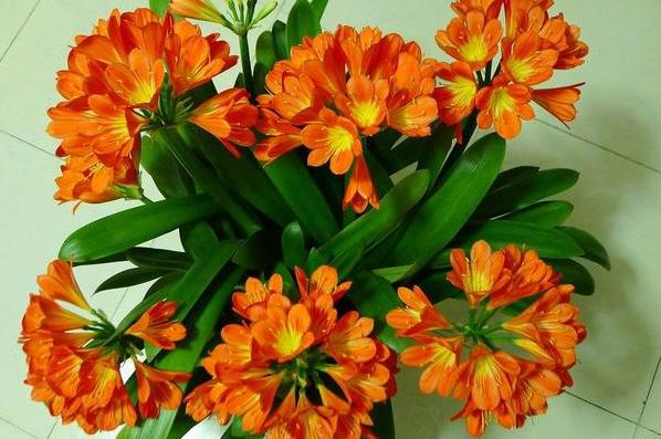 盆栽蚂蚁怎么快速处理掉,盆栽里面有蚂蚁怎么消除