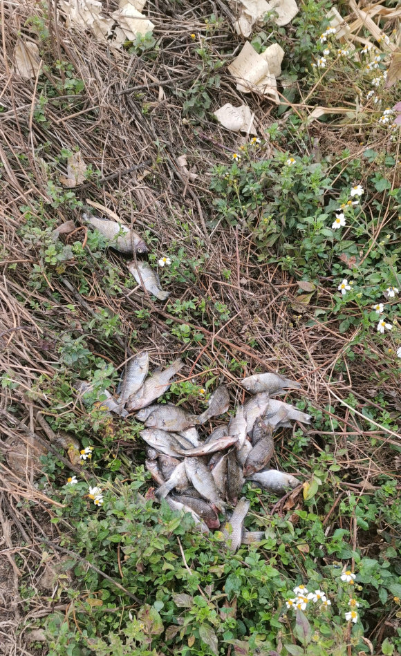天气太冷好多鱼都冻死了,天太冷鱼被冻在河面