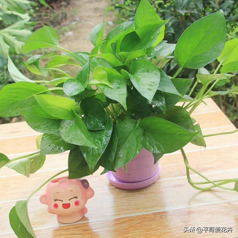 吸甲醛最好的3种花,什么花可以净化空气吸收甲醛