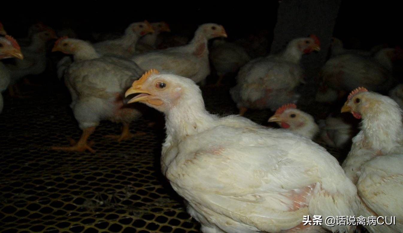 如何预防治疗鸡呼吸道疾病,鸡呼吸道病怎么治疗最好