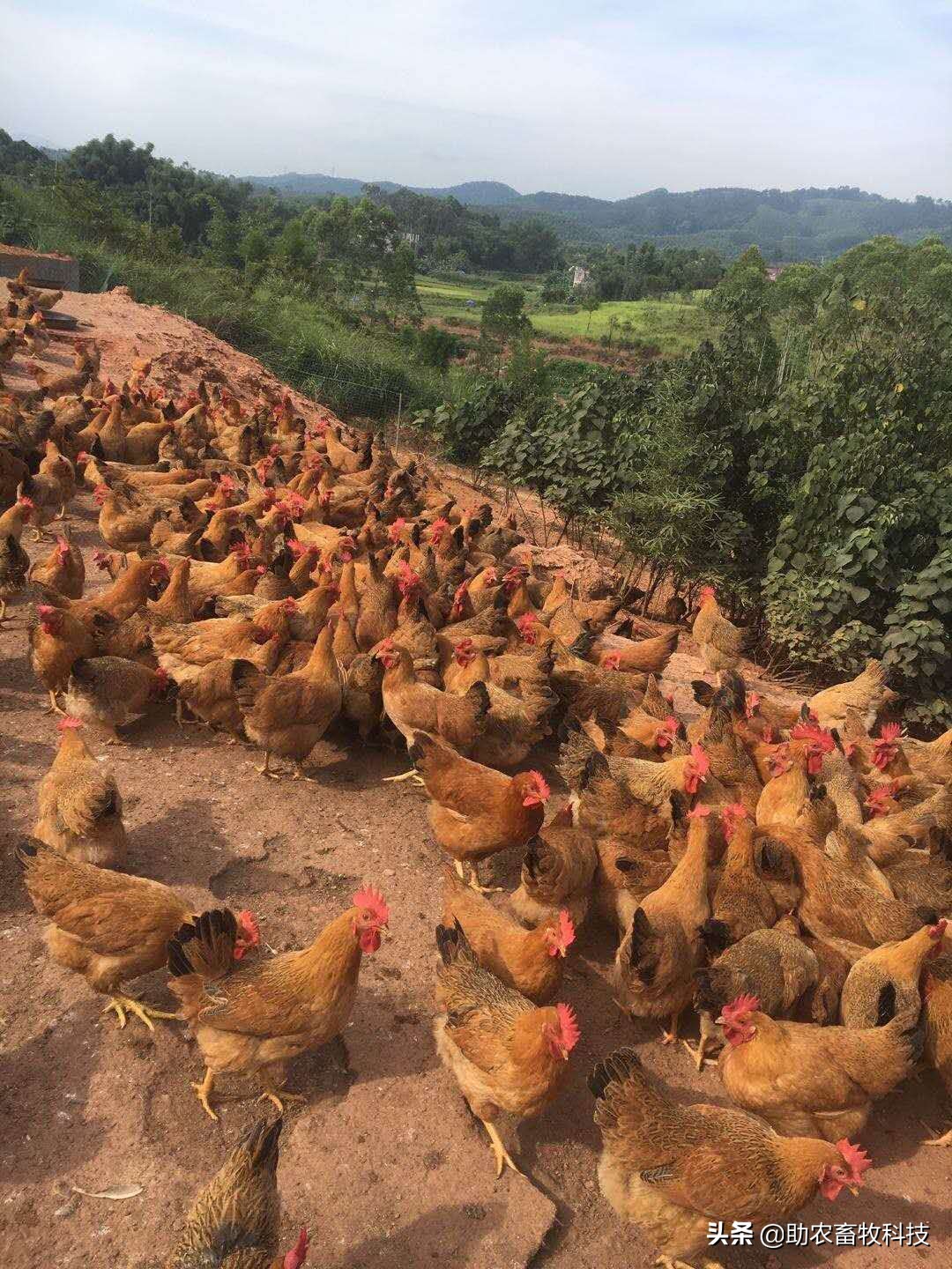 发酵饲料和全价饲料的优势,发酵饲料氨基酸含量高吗