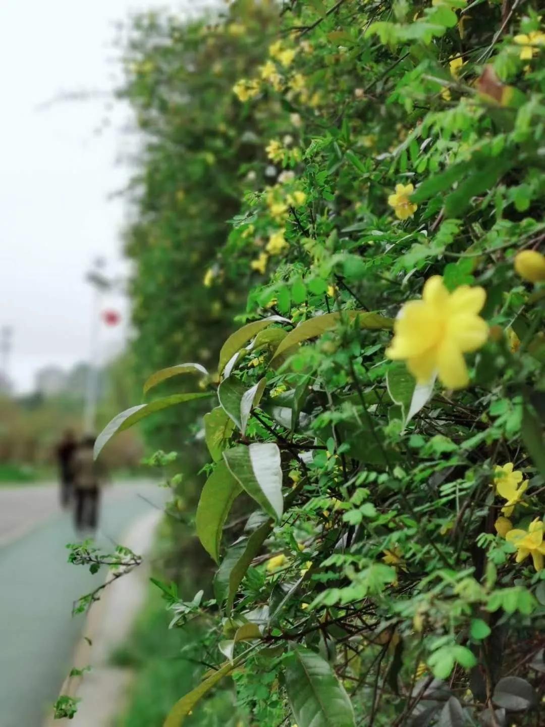 春林花多媚视频讲解,春林花多媚图片