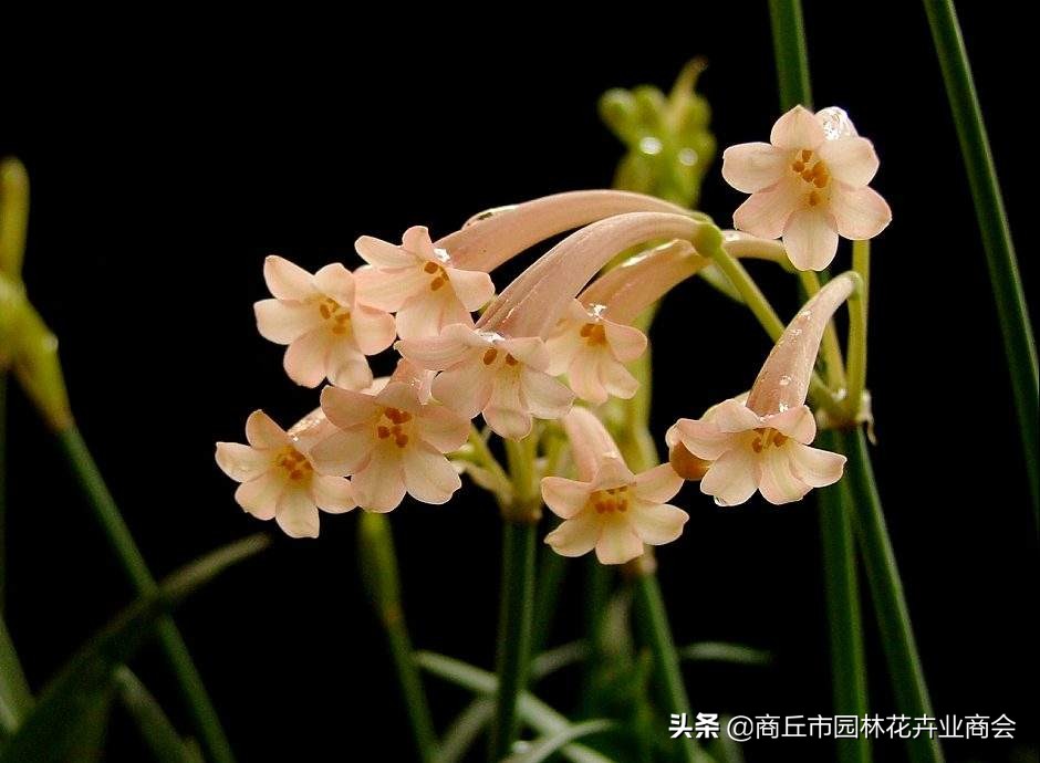 成为网红后有哪些变现方法,成为网红月入百万窍门