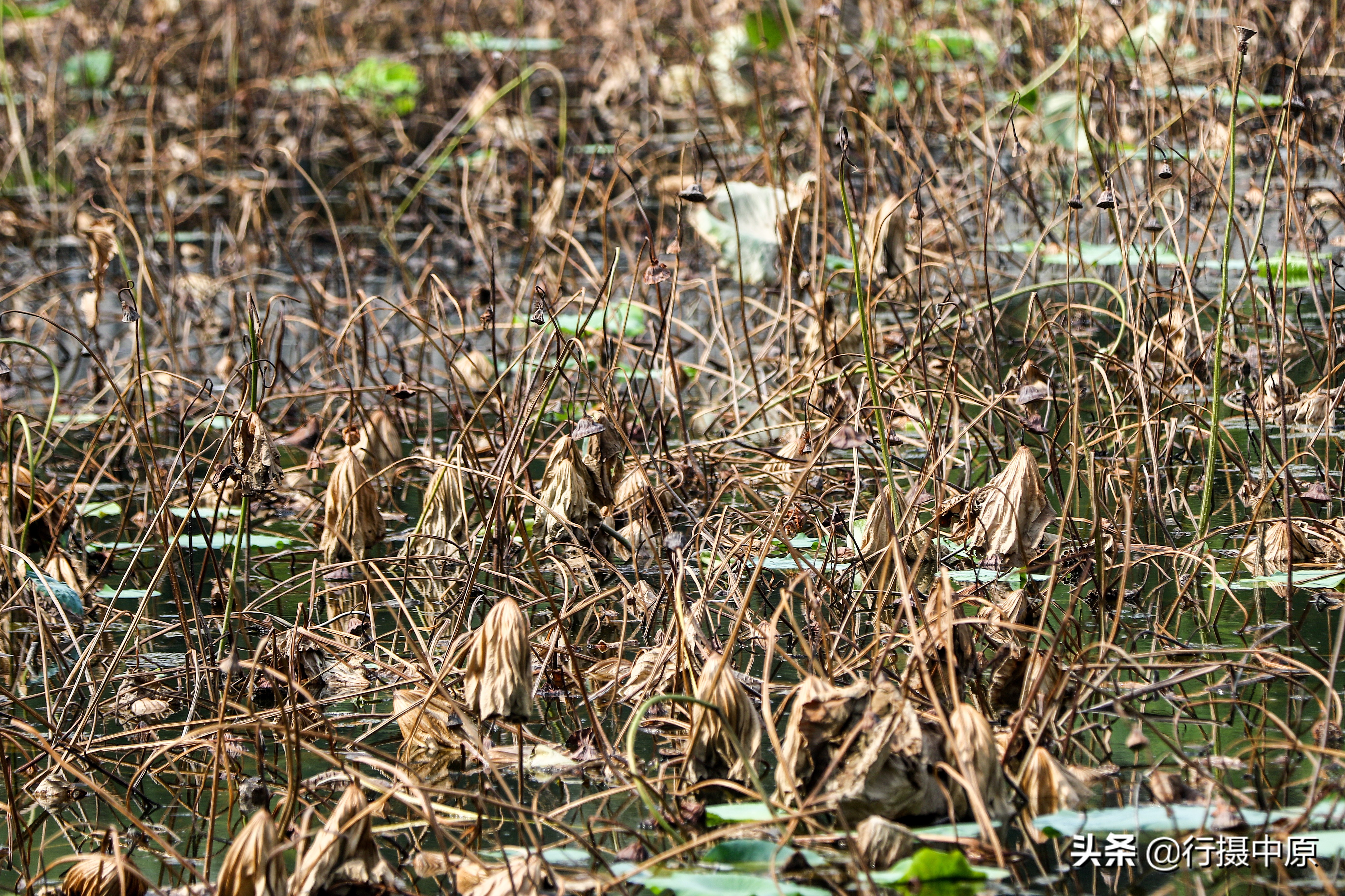 荷花“泡水”后会咋样？这场景，你可能没见过