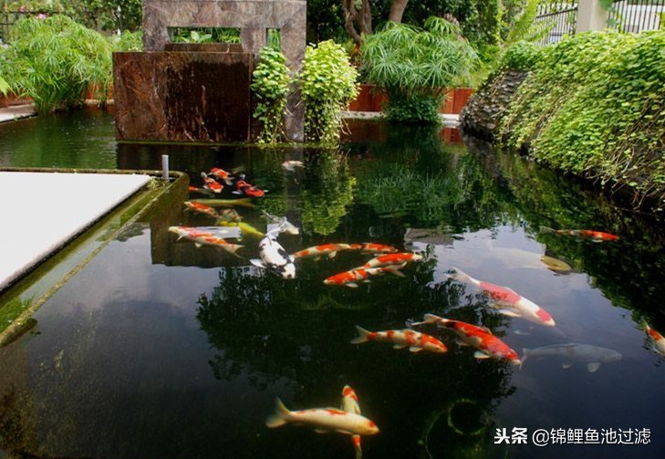 如何让锦鲤健康,冬天怎样让锦鲤活跃起来