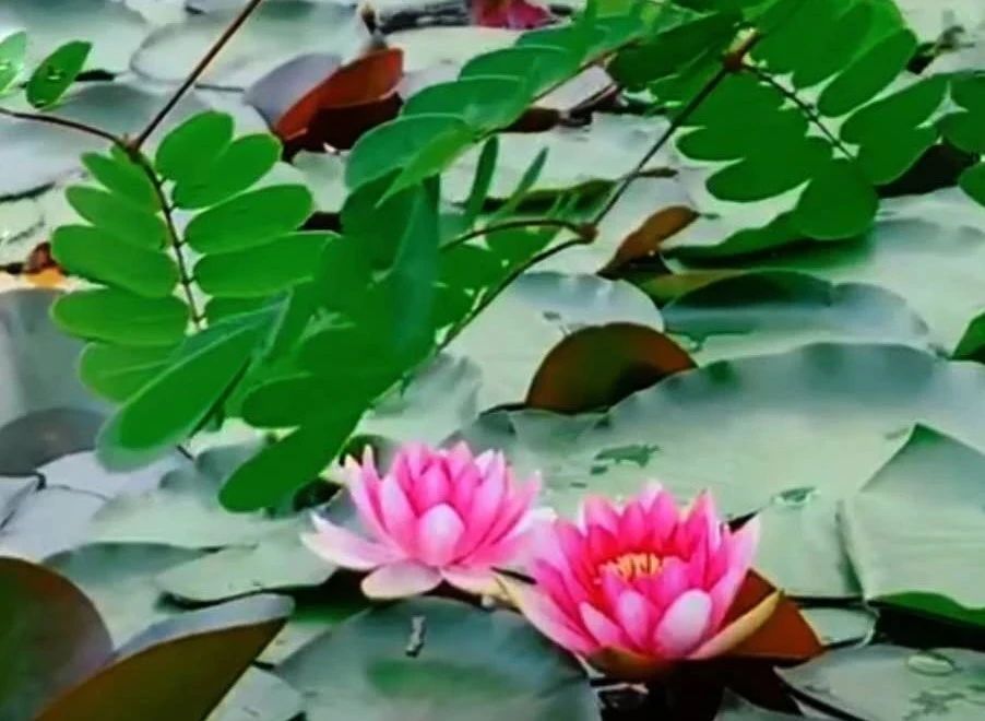 我眼中的夏天作文,我眼中的夏天