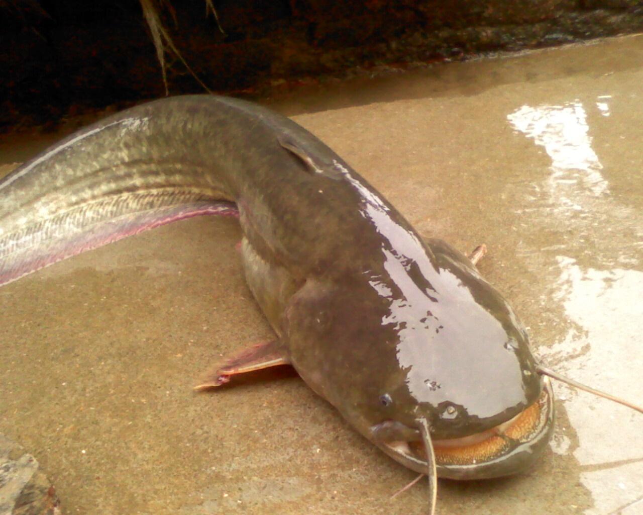 水底结构对钓鱼的影响,风向对渔获的影响