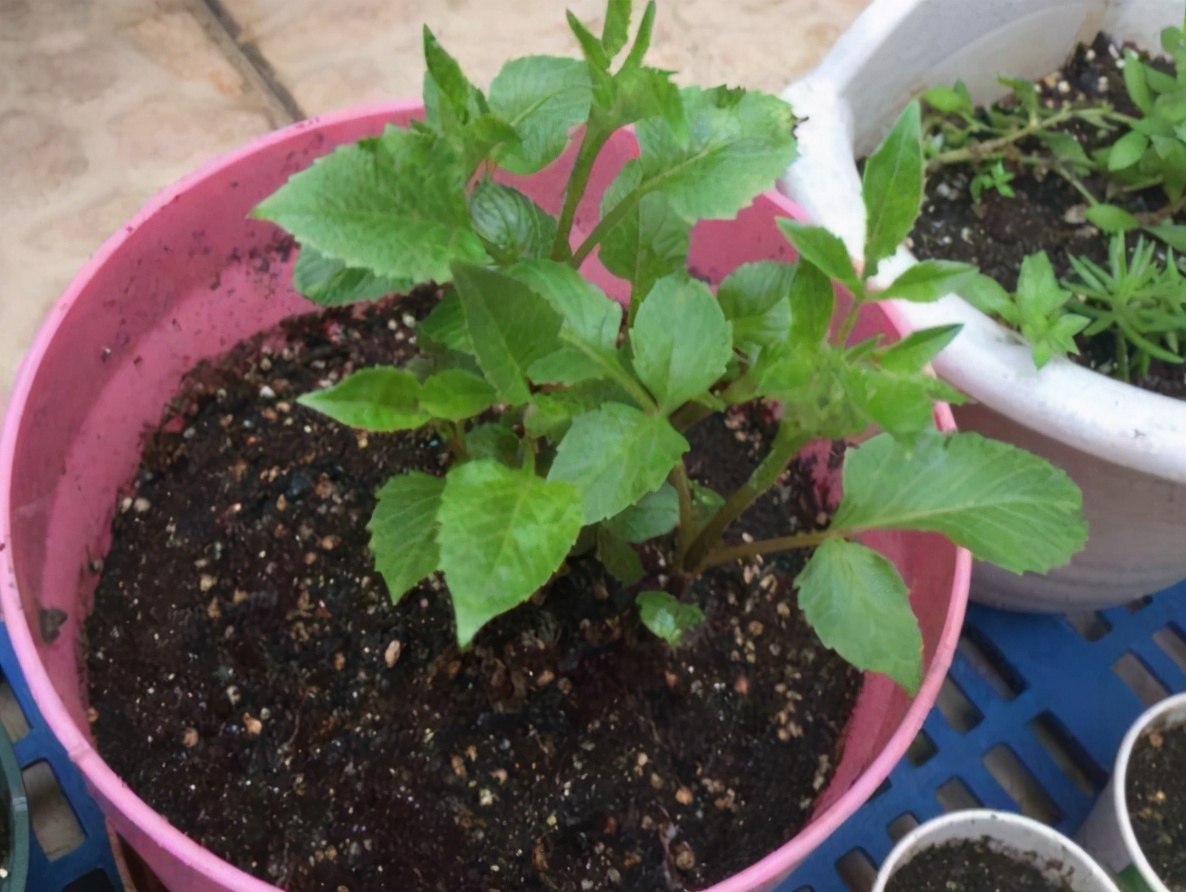 大丽花怎么养花瓶里,北方怎么养大丽花