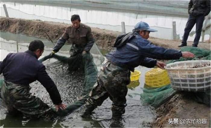 塘头价低至5元，卖一塘亏一塘，继续养更亏，市场却12元一斤