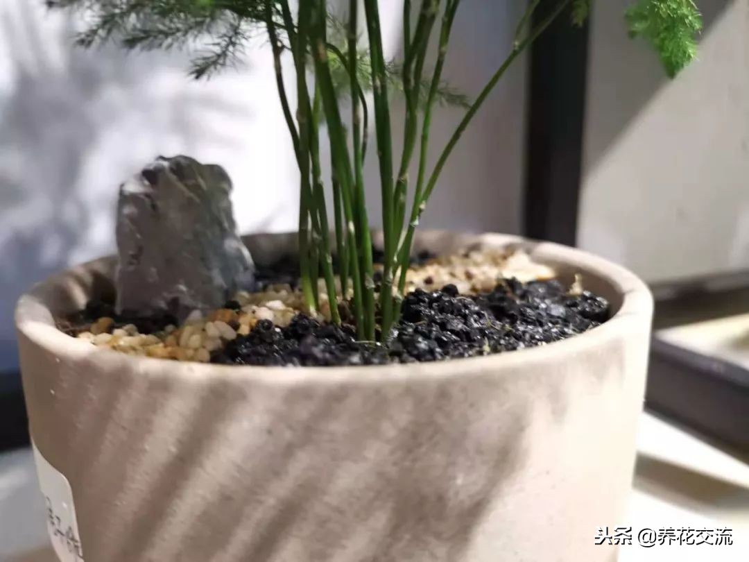 文竹出现黄叶黄茎的状况可以用这种方法处理