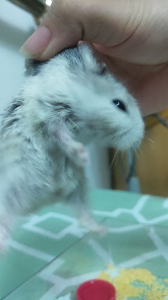 小女孩把仓鼠放到浴缸里洗澡,用水给仓鼠洗过澡没事吧