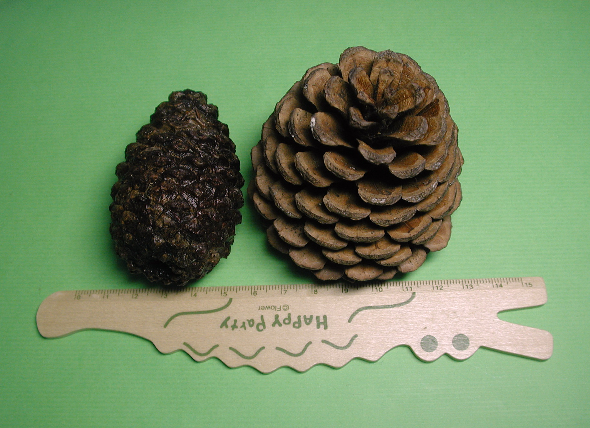 小孩爬山捡松果,带孩子爬山路上捡松果