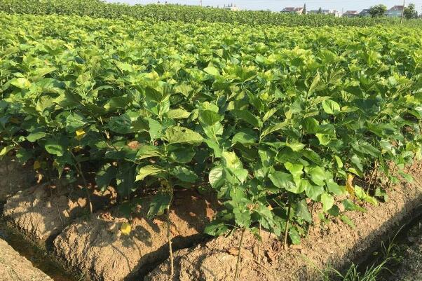 怎么种植桑树,蚕农种植什么桑树品种好