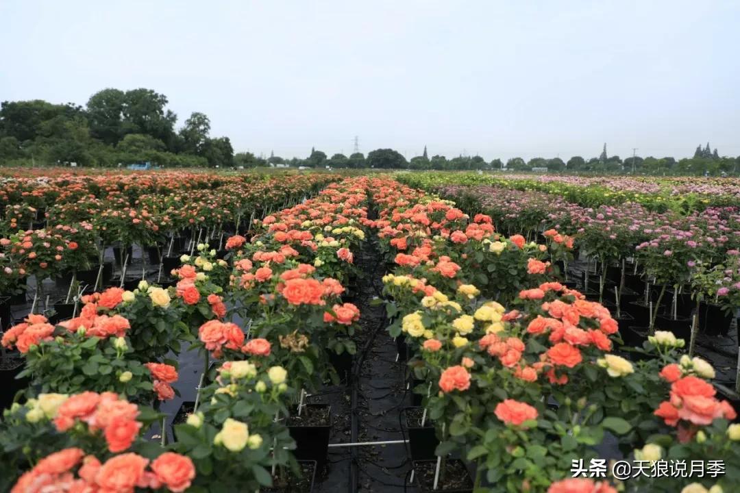 天狼月季起源,天狼月季是做什么的