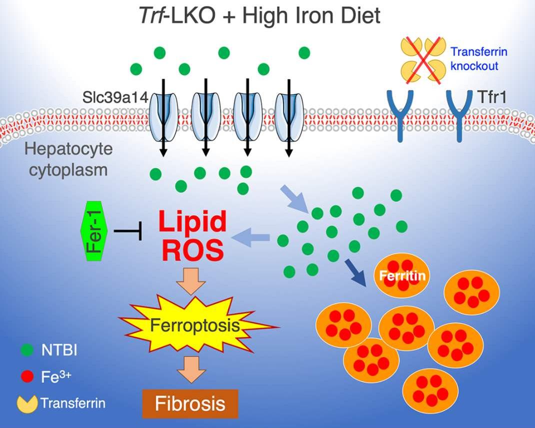 猪猴杂交新物种,世界首例猪猴杂交在中国诞生