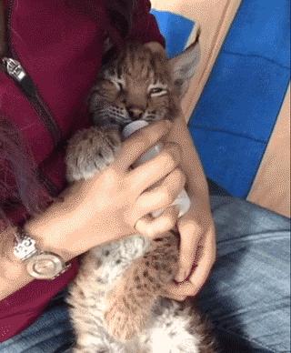 想养猫又怕被猫抓,俄罗斯养猞猁