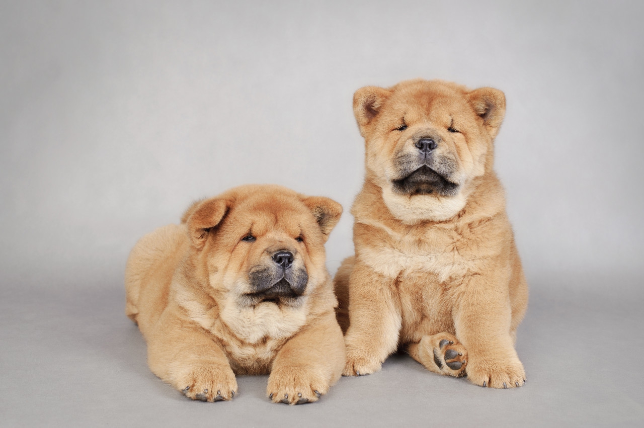 松狮犬有几种颜色,纯种松狮最大的特征