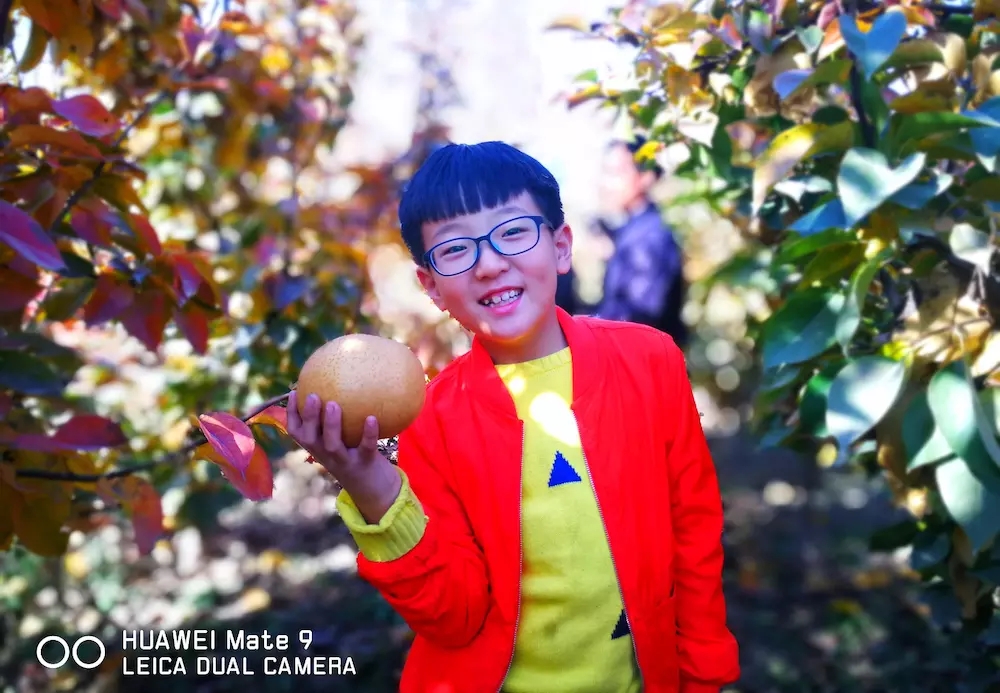 甜爆了！脆惊了！后观寨晚秋黄梨傲霜迎雪等君前来采摘