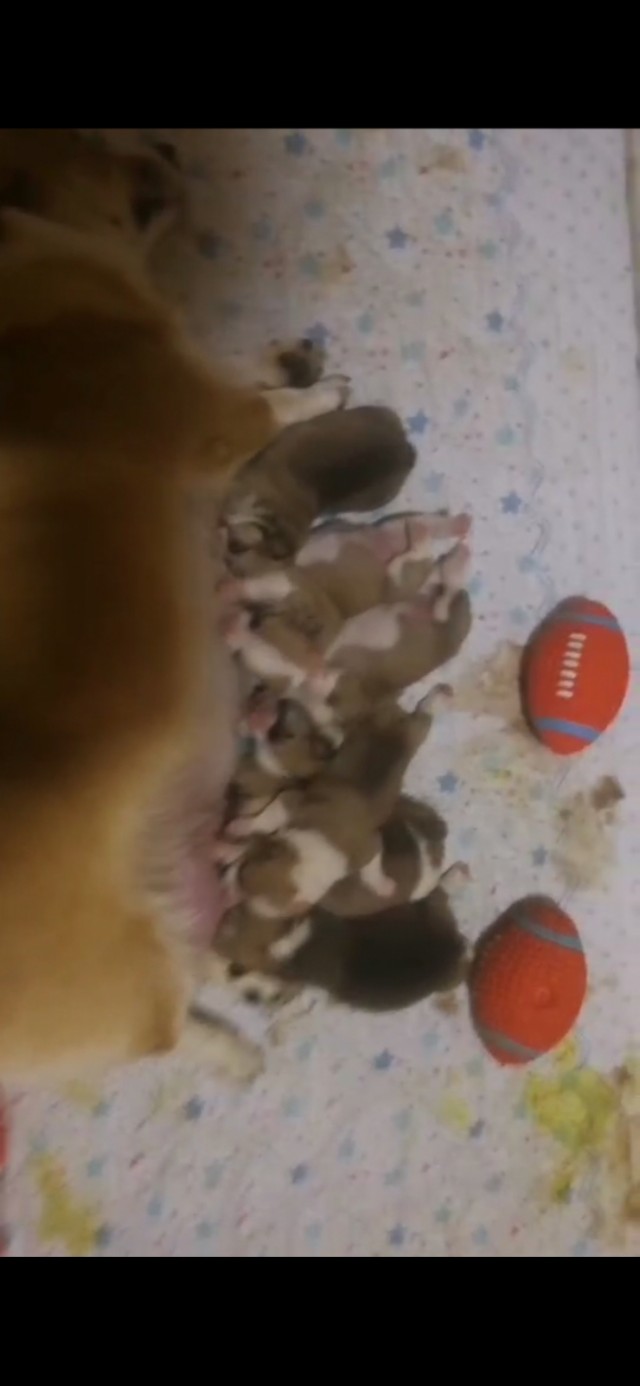 新手养狗指南养狗必备的13件用品,新手铲屎官养狗推荐