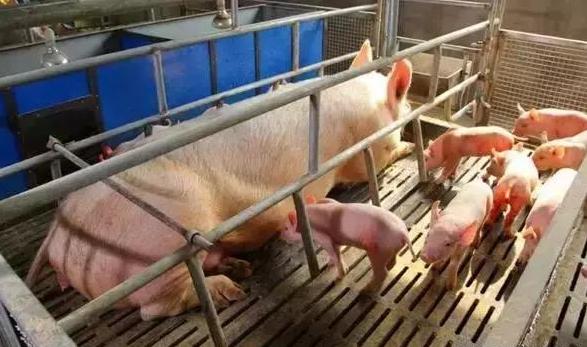 怎样养好母猪能让母猪多产奶,养好母猪的关键是什么你知道吗