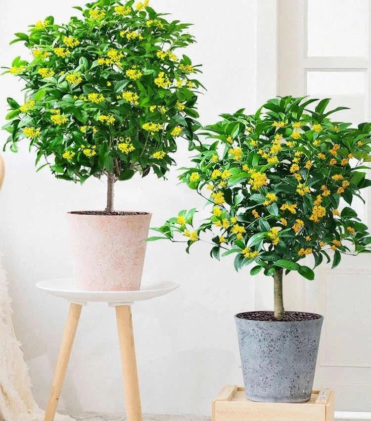 4种花适合秋天养漂亮又好养,庭院养花就养3种花开花多