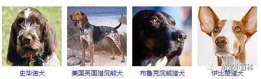 狗狗品种分类大全,狗狗品种鉴定