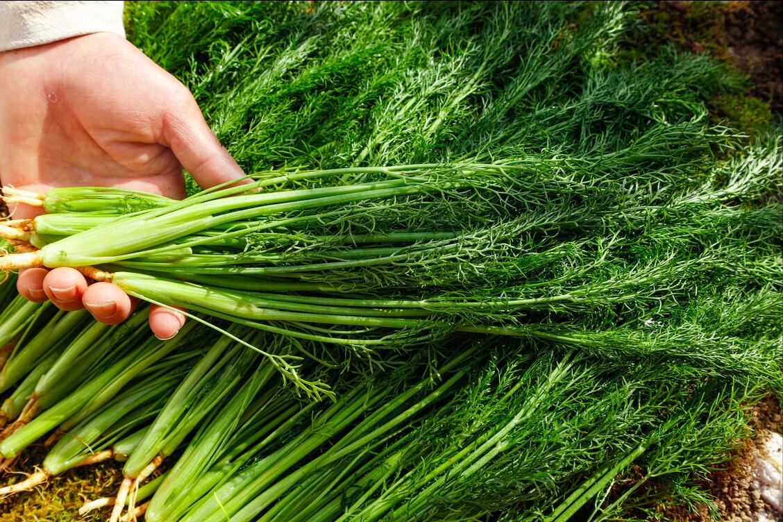 茴香饺子最正宗的做法,茴香饺子怎么调最好吃