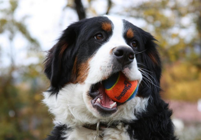 狗狗蛀牙看似轻微却暗藏隐患！鼻窦炎、脑膜炎等问题不容小视