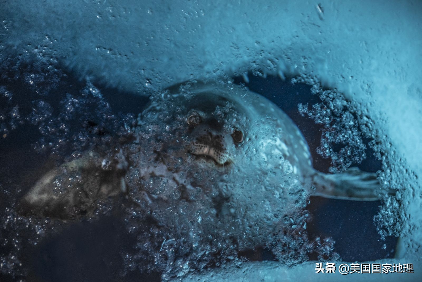 你见过的海豹都这么逗吗？！