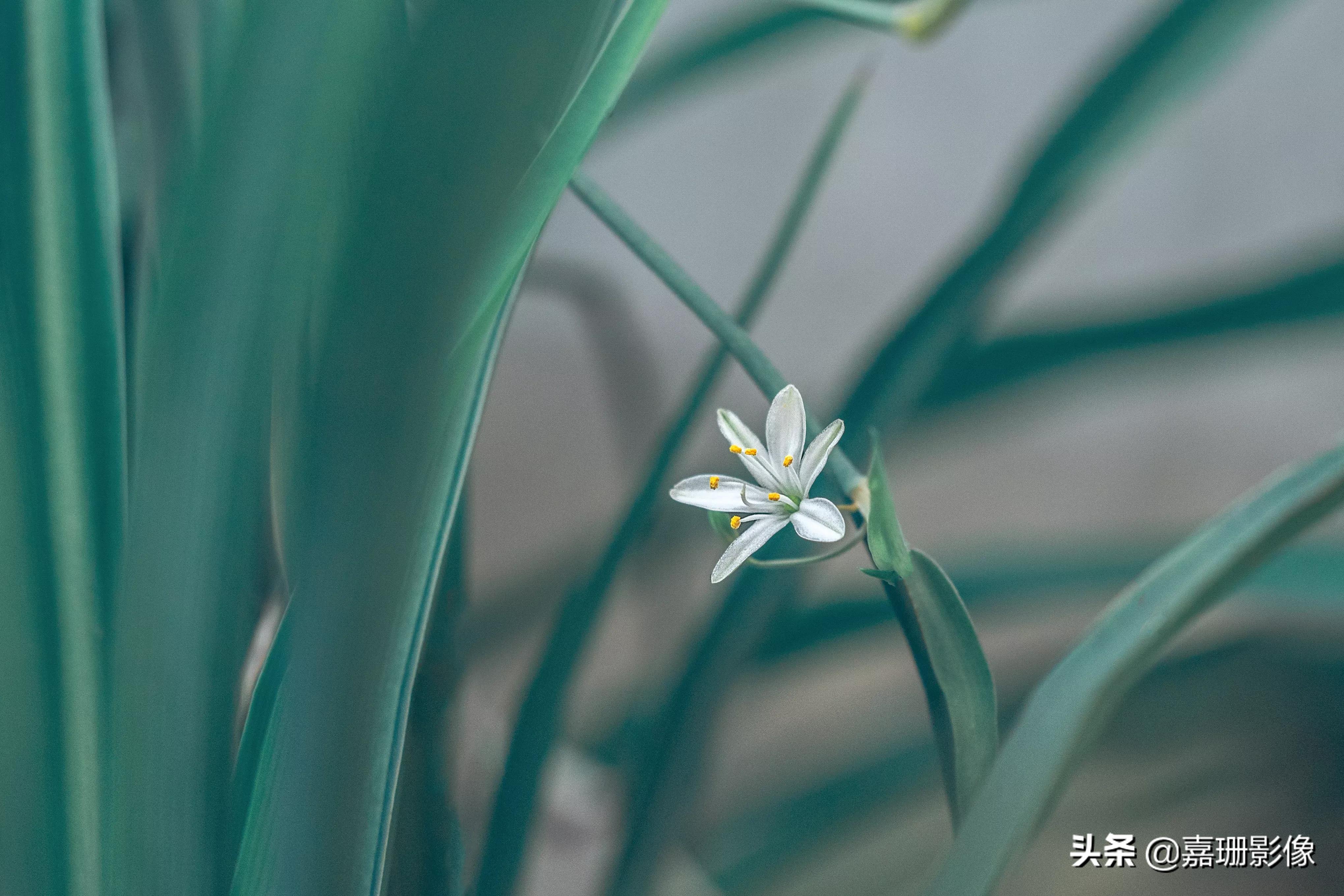 看看花容,听听花语2020年我镜头里的百种花卉