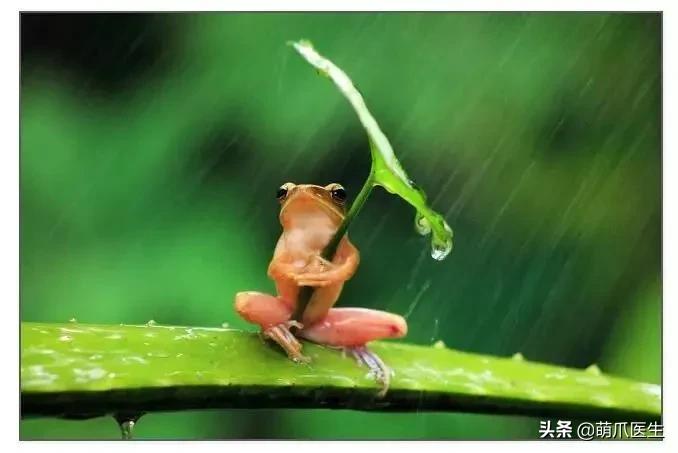 真正的摄影艺术，不是把猫绑在绳子上扔着飞起来