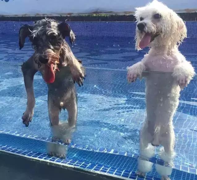 什么地方适合带猫狗玩耍,北京铲屎官可以带狗玩的地方