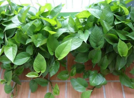 所有过期药片都能养花吗,药片过期还有效吗