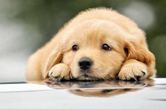 怎么去除宠物尿垢视频,清除宠物尿垢的方法