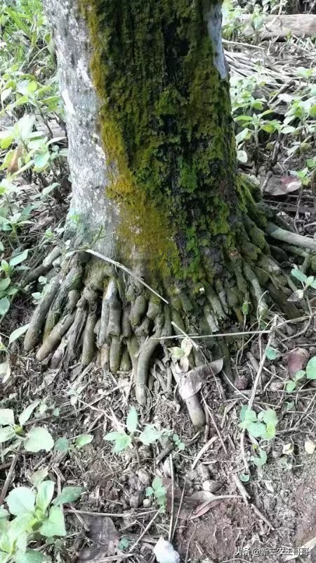 海南槟榔黄化的主要原因,槟榔黄化用什么杀菌剂呢