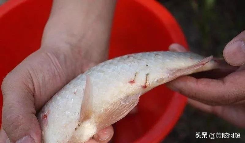 养的鱼互相咬怎么办,养鱼如何防止鱼互相咬