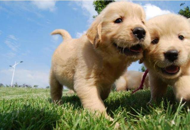 各种犬的性格分析,中型犬性格好的有哪些