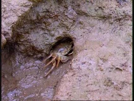 秋风起，欧美各国一提这种生物就如临大敌，一只活的能卖50美元