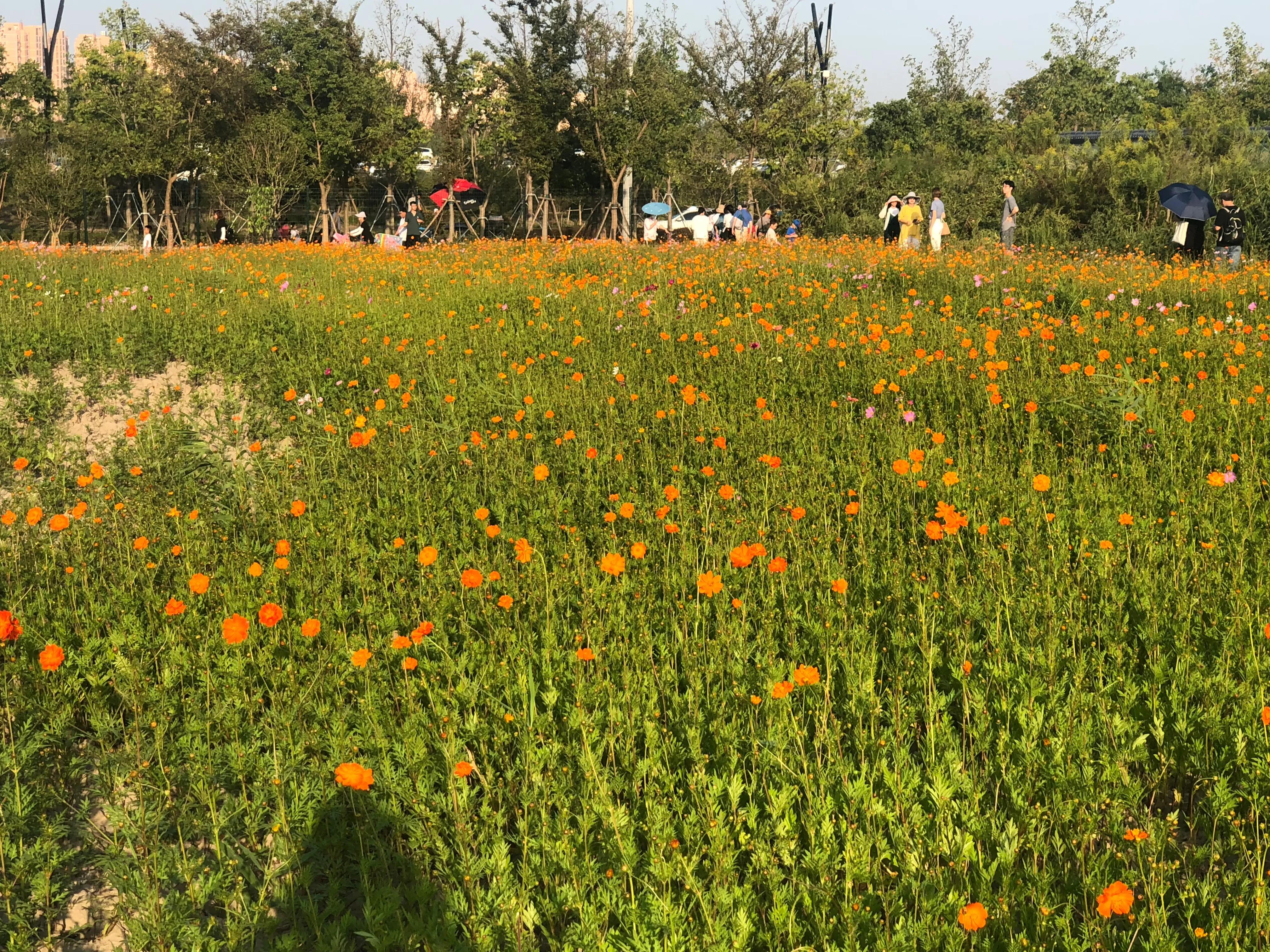 奉贤金海湖钓鱼,奉贤金海湖