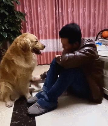 养金毛的好处与坏处,养金毛的6个好处