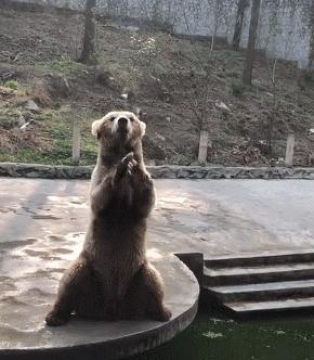 盘点熊的迷惑行为,熊奇怪行为