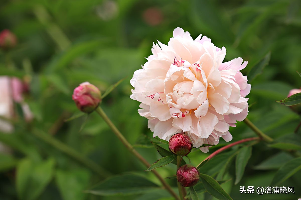 大院绿化的回忆——顺便看看院里的芍药定个究竟有多少种？